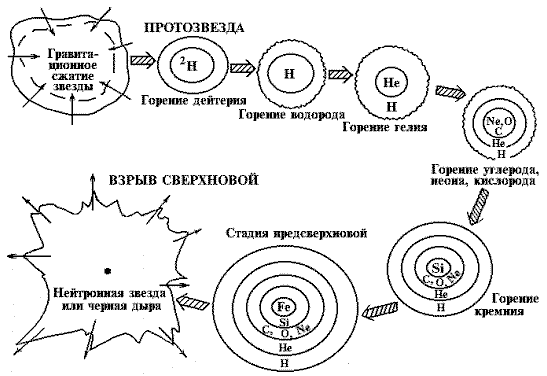 Основные этапы эволюции
        массивной звезды