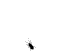 Ant