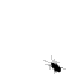 Fly