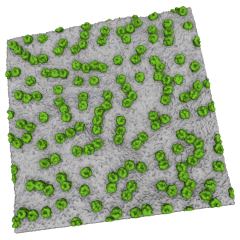 BtuB molecules in a lipid bilayer