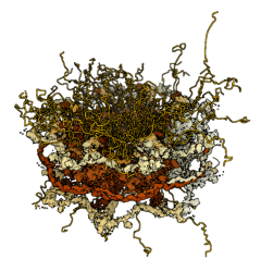 Nuclear Pore Complex