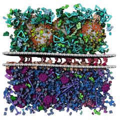 Petworld synaptic gap